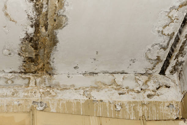 Best Biohazard Mold Removal  in Iselin, NJ