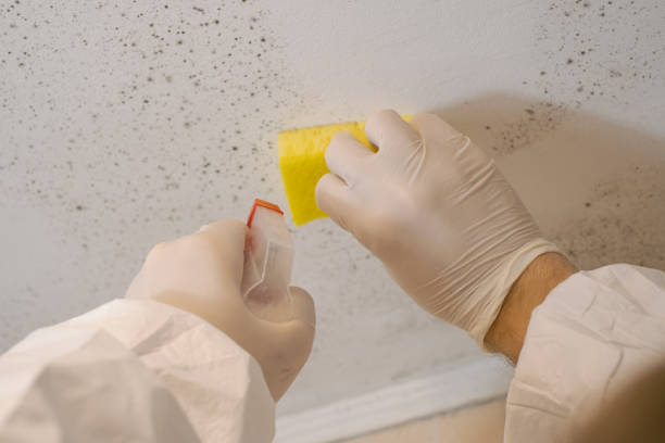 Best Airborne Mold Testing  in Iselin, NJ