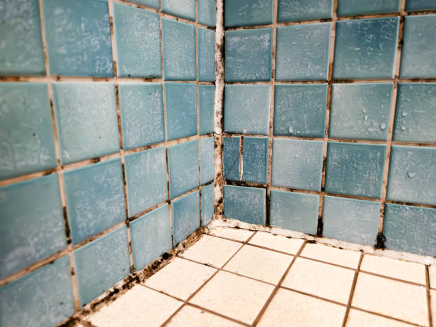 Best Comprehensive Air Testing for Mold Contaminants  in Iselin, NJ